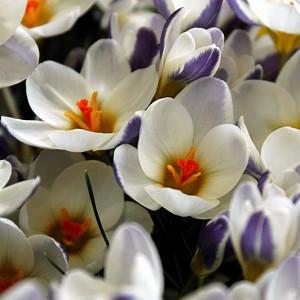 Crocus Chrysanthus Prins Claus, Snow Crocus Prins Claus, White Crocus, Early spring bulb